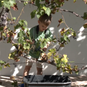 Szüreti fesztivál a Tájházban (2025. 40. hét)