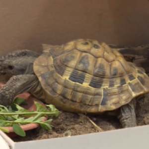 Kisállat kiállítás a Rákóczi iskolában (2025. 42. hét)